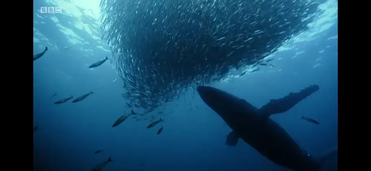 Atlantic herring (Clupea harengus) as shown in Blue Planet II - Our Blue Planet